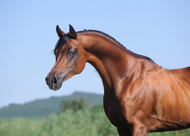 dun arabian horse