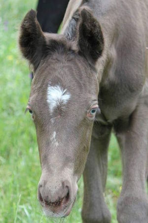 Practical Horse Genetics (Australia)