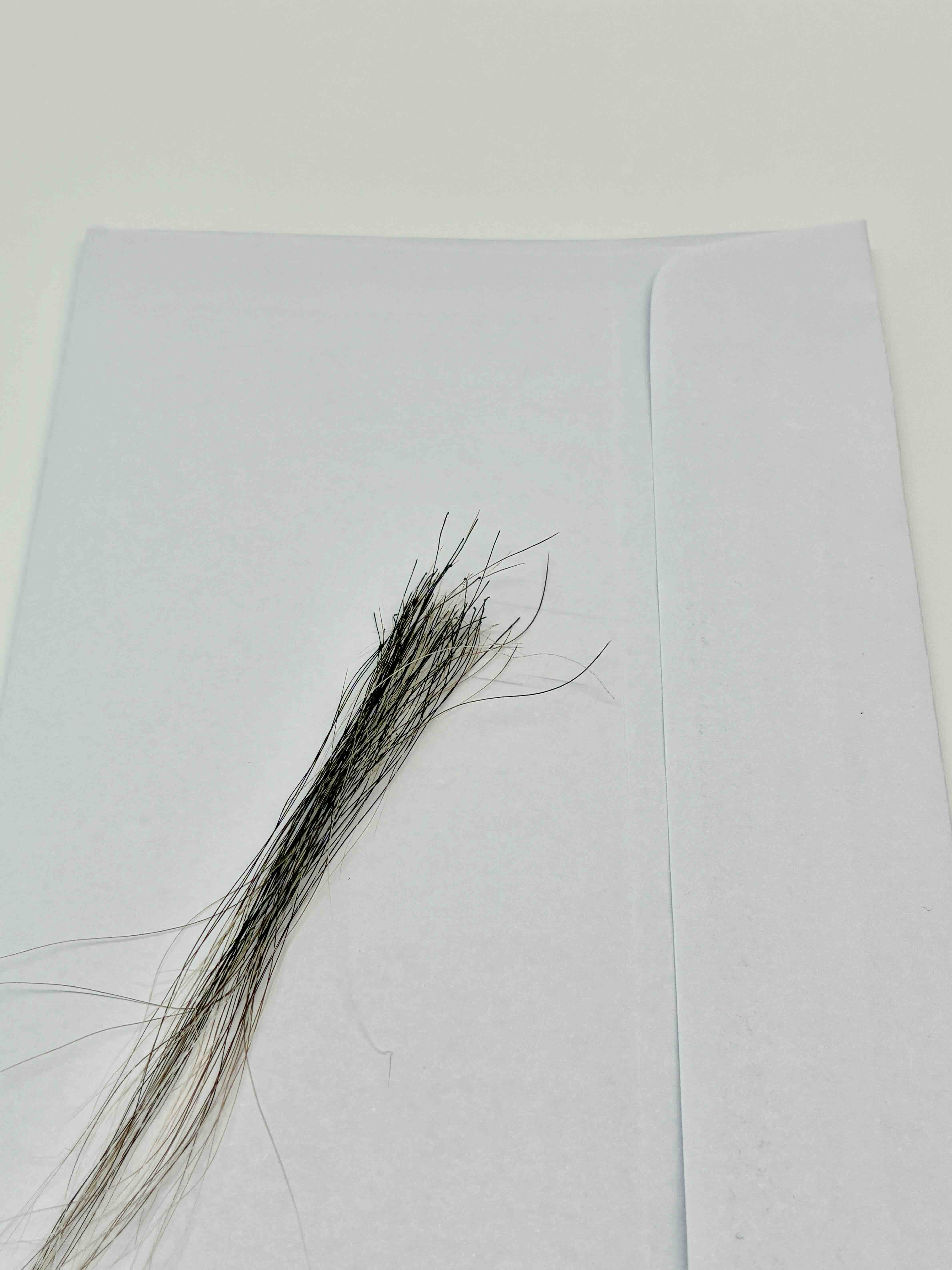 a great foal hair sample