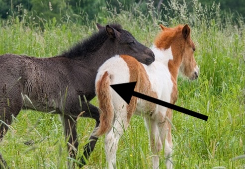 foal tails