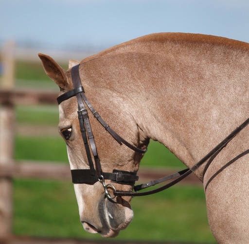 horse with a hogged mane