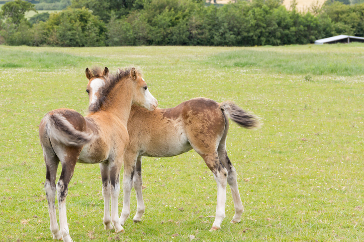 foals are often itchy