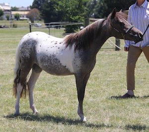 Appaloosa Panel 1  Veterinary Genetics Laboratory