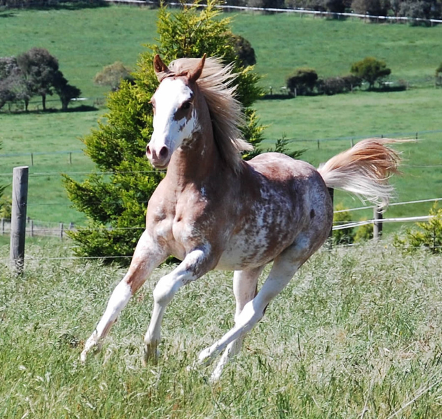 sabino gene in horses