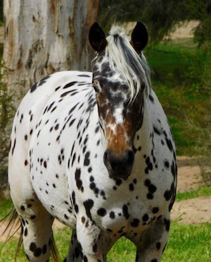 Appaloosa Panel 1  Veterinary Genetics Laboratory