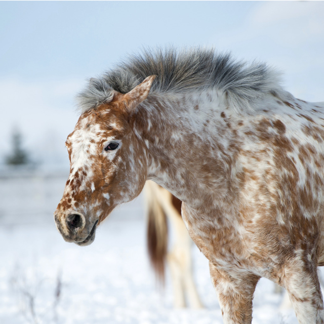 Appaloosa Panel 1  Veterinary Genetics Laboratory